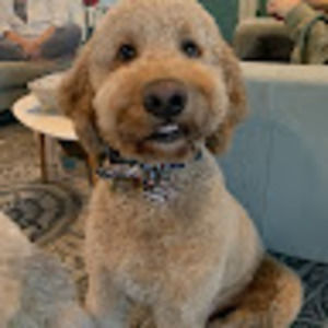 Meet your Posher, Finley